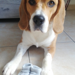 Portrait de Navol