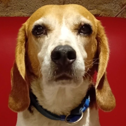 Portrait de LYNE BROOK