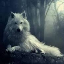 Portrait de Louve Alpha
