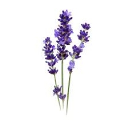 Portrait de Les mondes de Cat